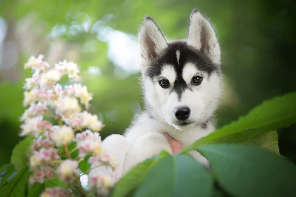 Siberian Husky puppy next to plant flowers
