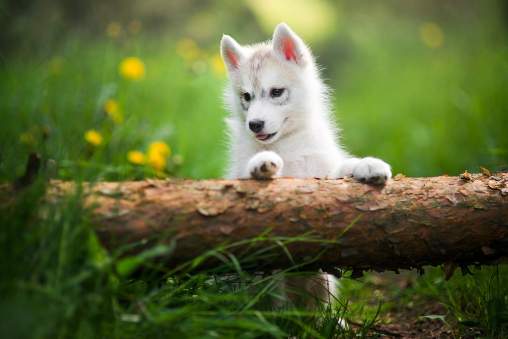White Siberian Husky puppy in woods