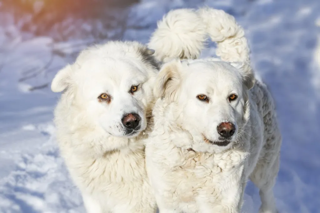 two large slovak cuvac / slovensky cuvac dogs