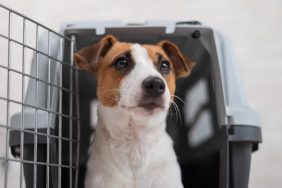 Jack Russell in travel carrier CDC dog import rabies guidelines