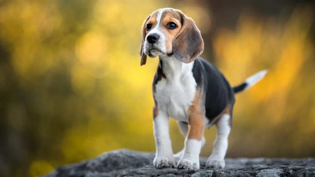 A Beagle is one of the dog breeds featured in John Wick