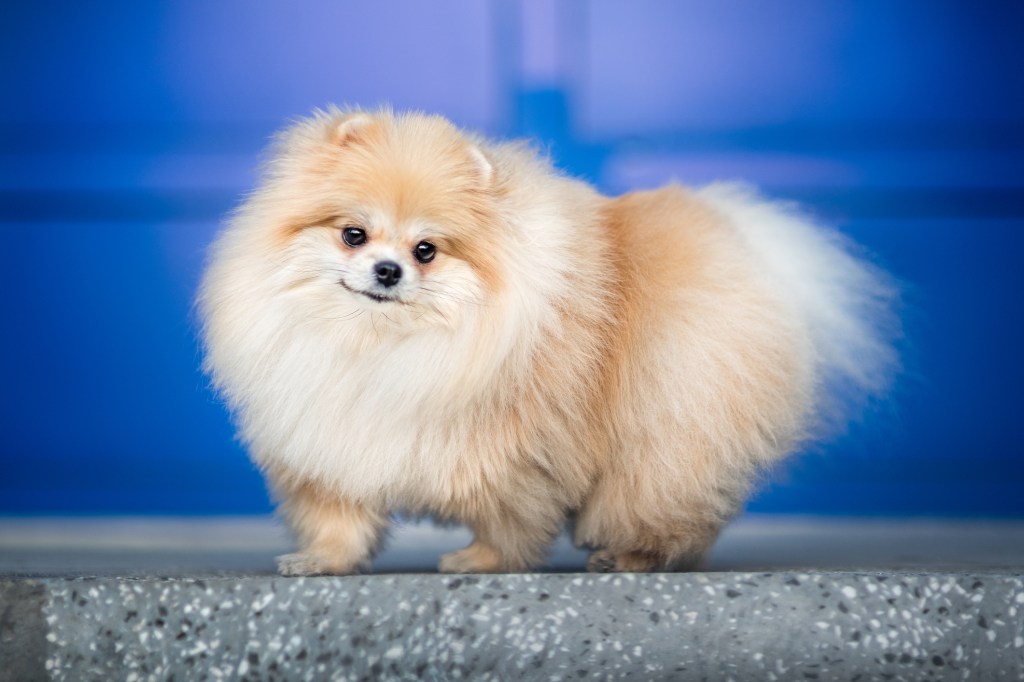 Pomeranian dog on wall