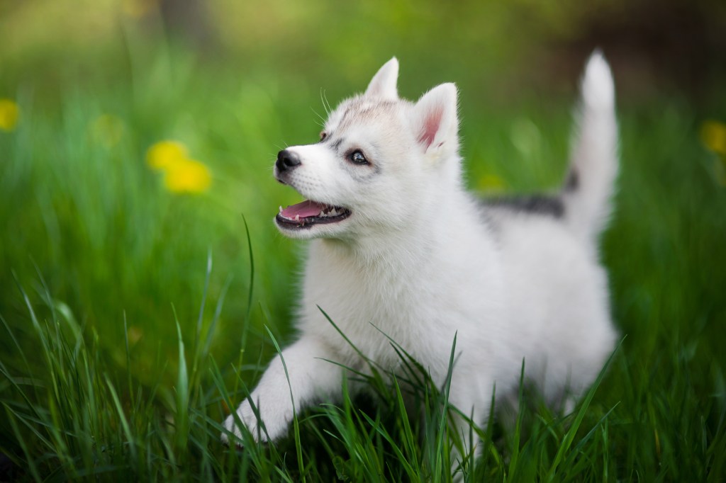 Siberian Husky puppy running through grass
