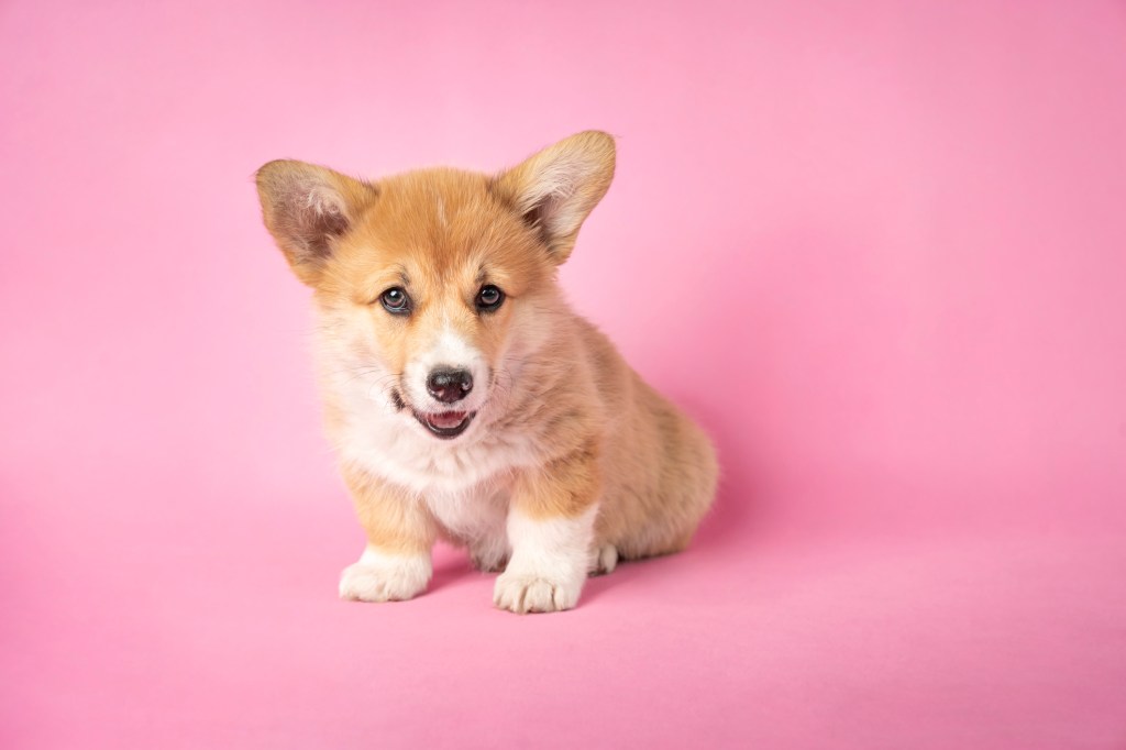 Corgi puppy in front of pink background