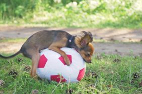 chihuahua dog humping soccer ball