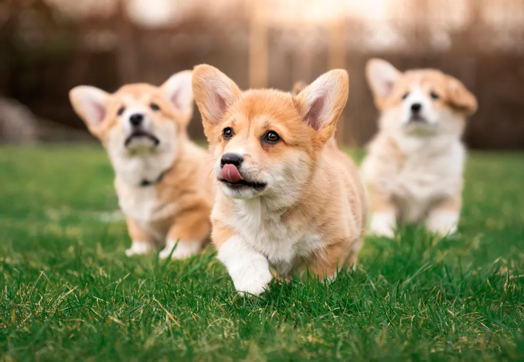 Three Welsh Pembroke Corgi puppies in the grass in the garden. Photo with shallow depth of field. Outdoor