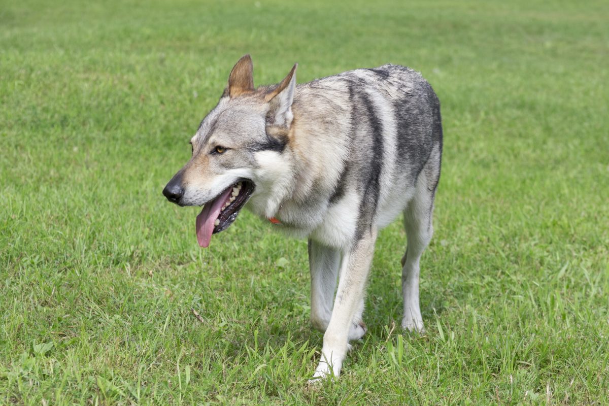 Czechoslovakian Vlcak Dog Breed Information   GettyImages 1321519746 E1689199563540 