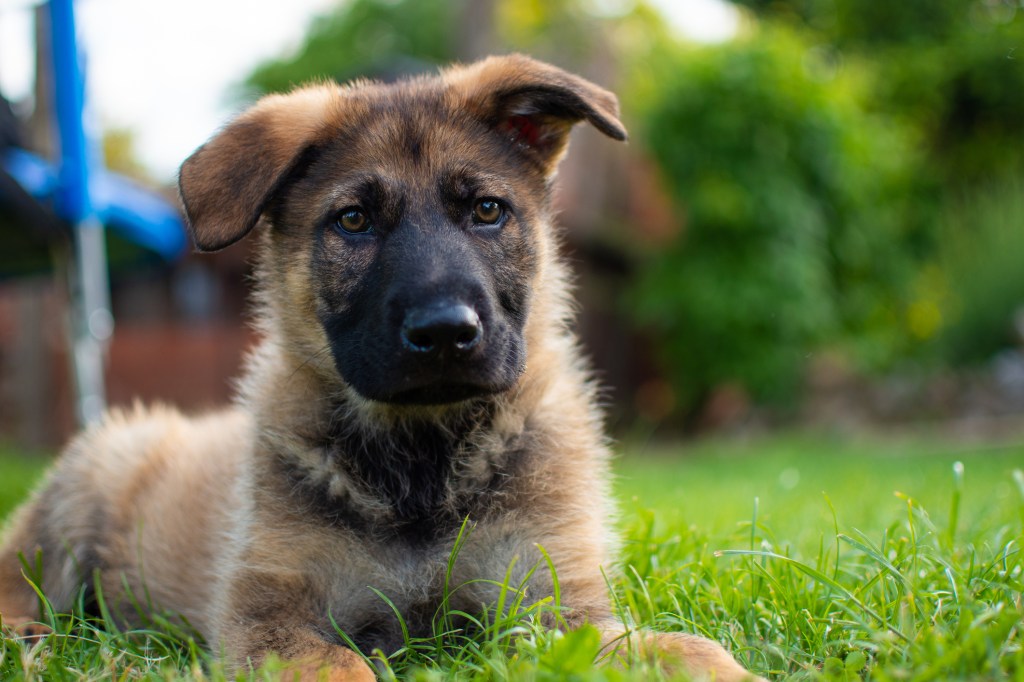German Shepherd puppy in grass