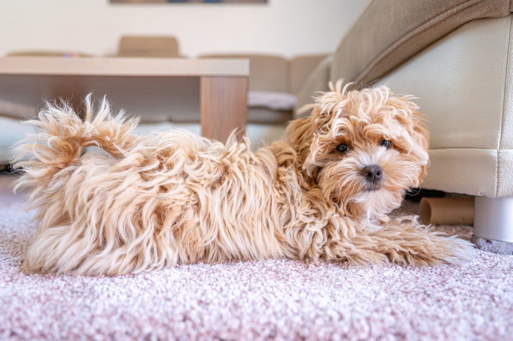 Maltipoo puppy lying on rug