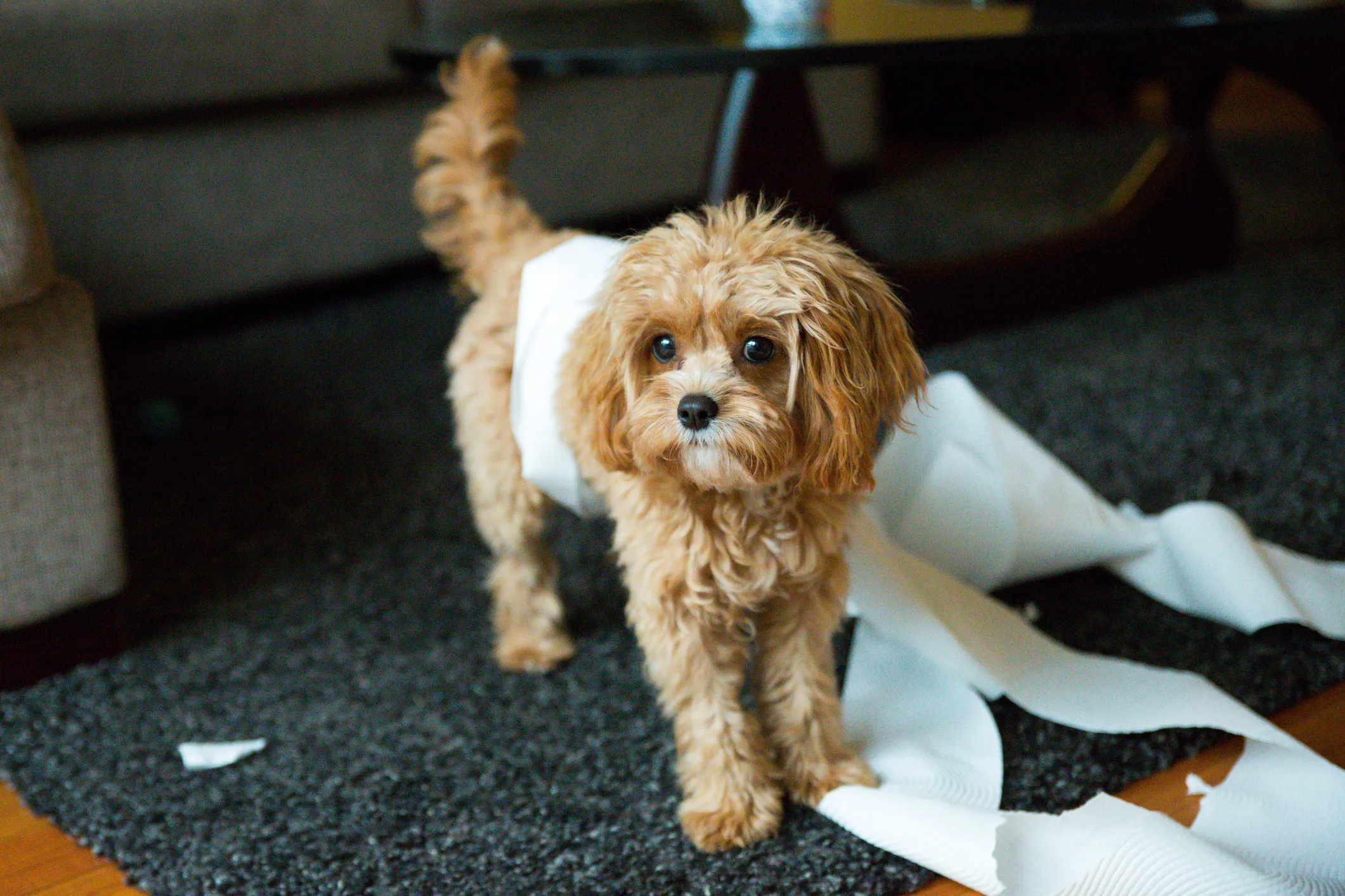 Fashion dogtime cavapoo