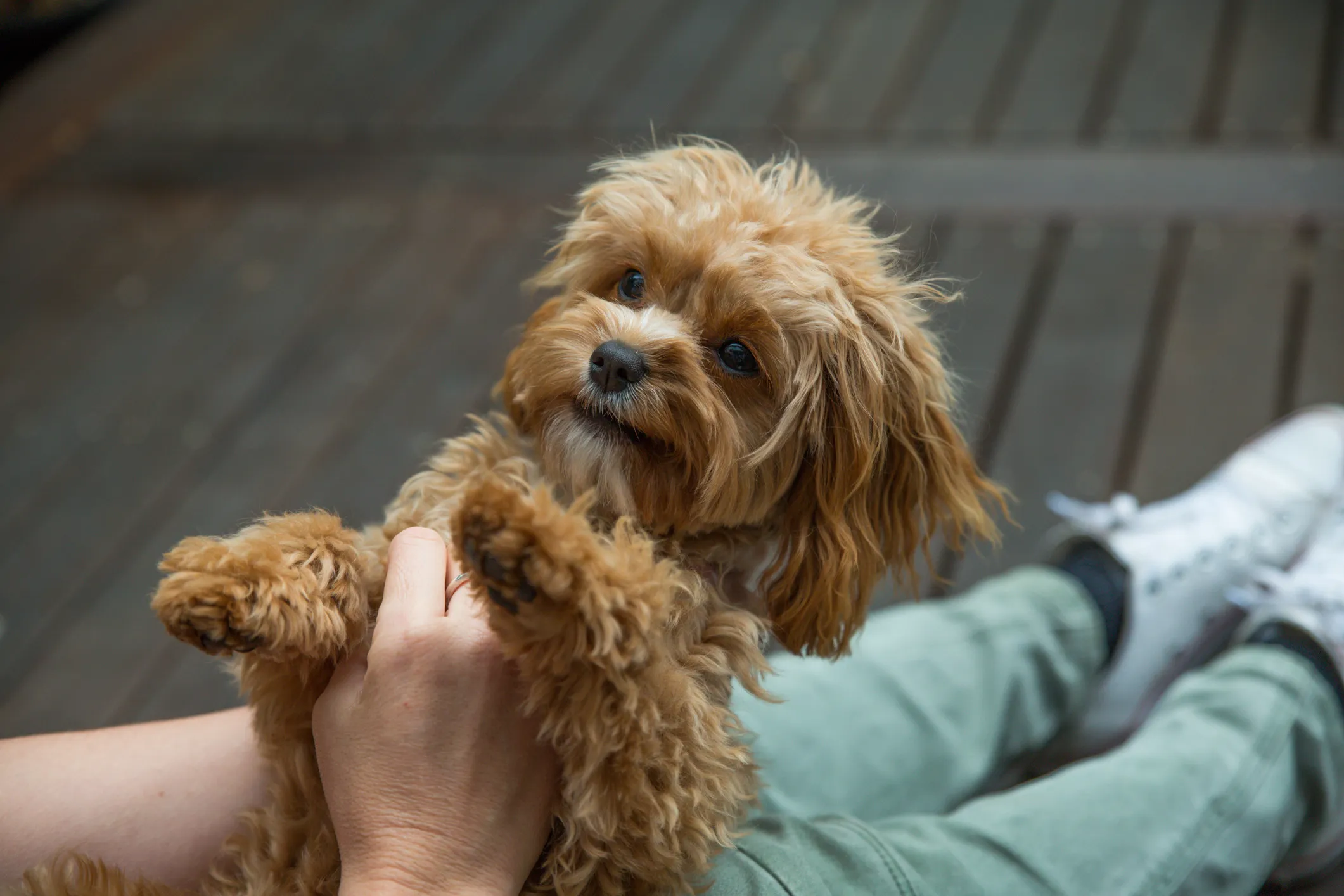 Dogtime cavapoo sale