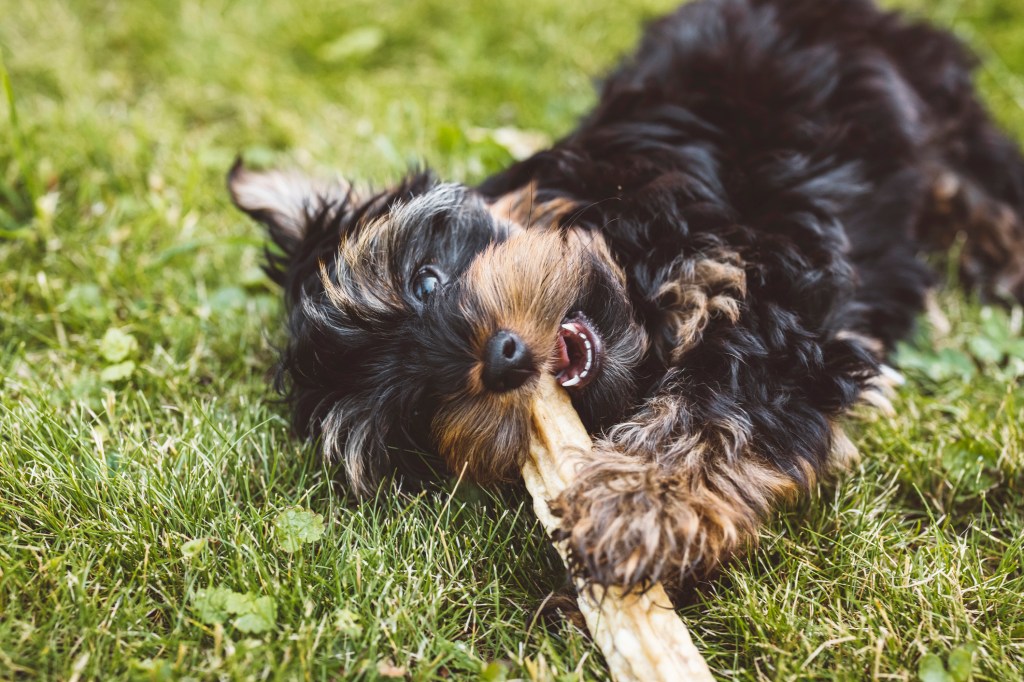 Yorkshire Terrier Chewing Problems