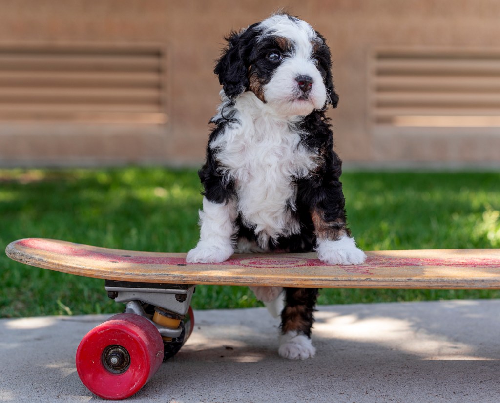 An adorable brown and white Bernedoodle puppy, a Poodle mix, poses climbing on a skate board in this summer scene.  Photo was taken June 6, 2021 in Salt Lake City, Utah