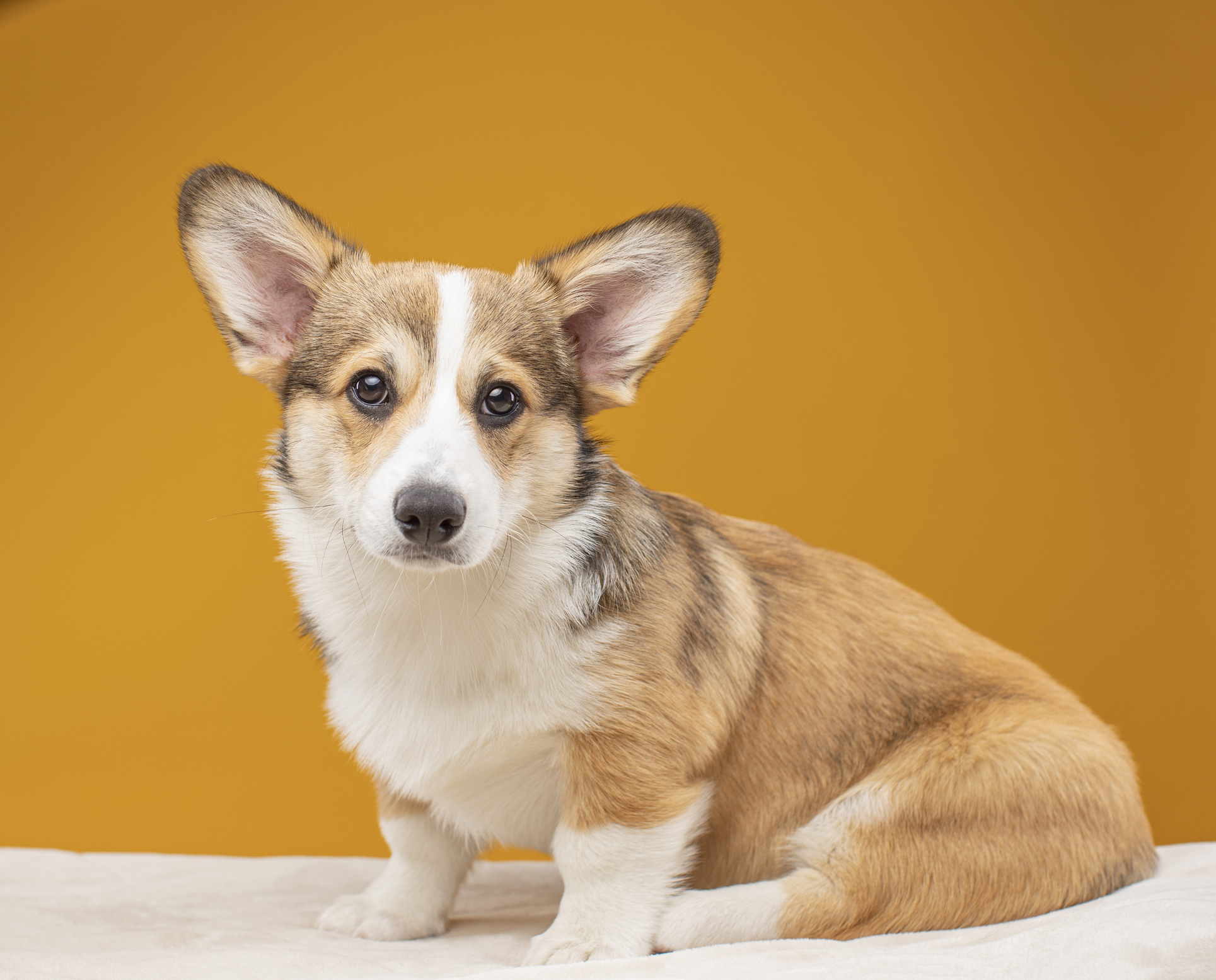 Pembroke Welsh Corgi Dog Breed Information