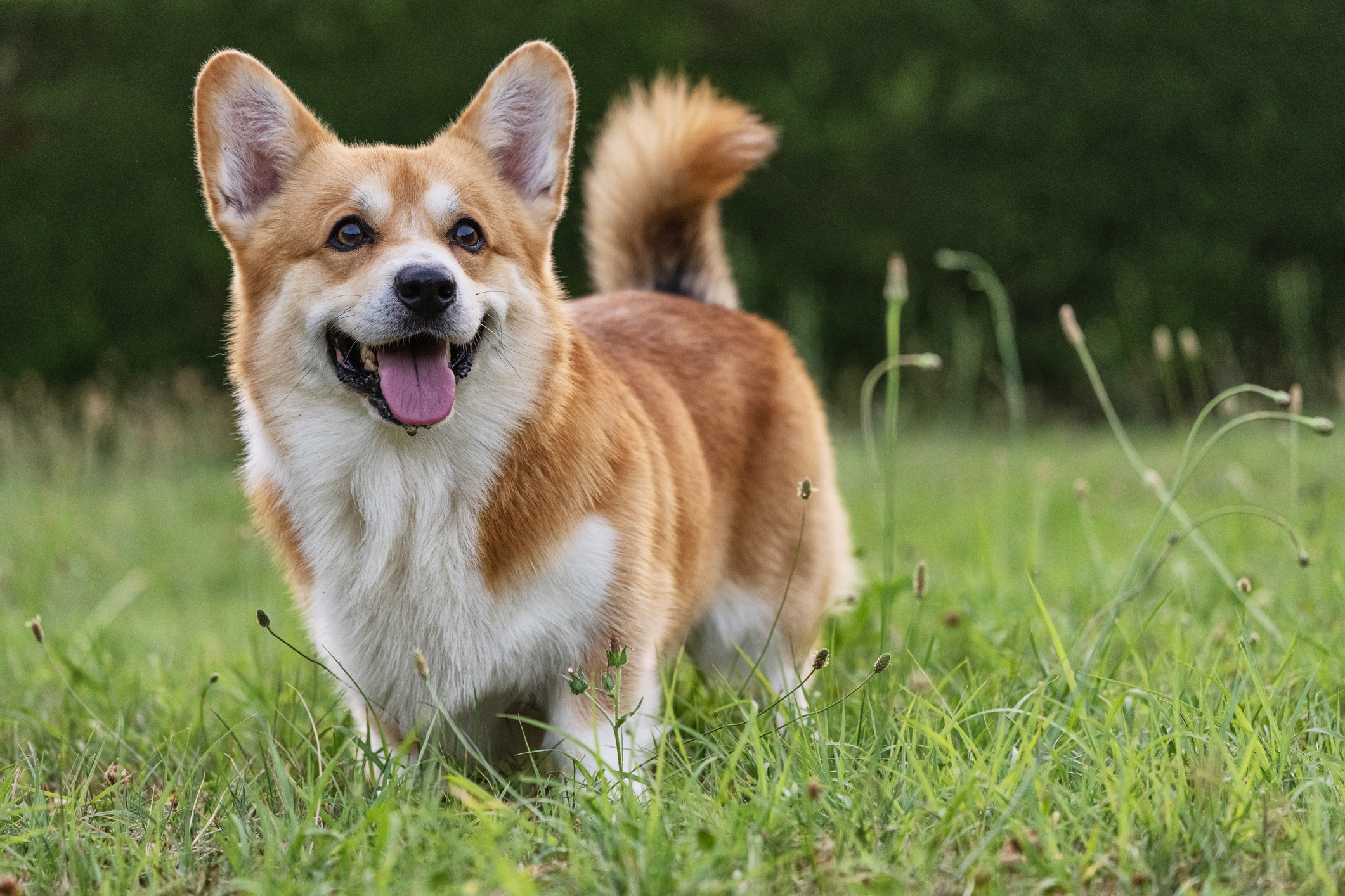 Most Popular Small Dog Breeds