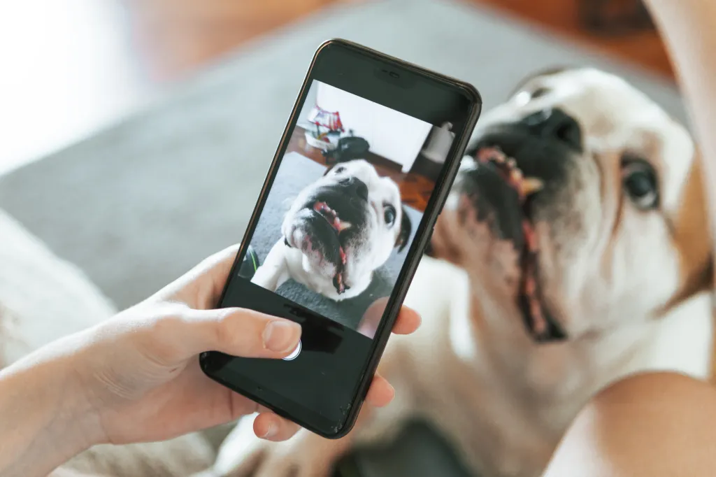 dog parent taking picture of English Bulldog with cell phone