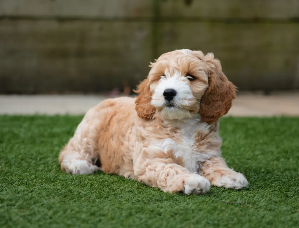 red and white cockapoo adult