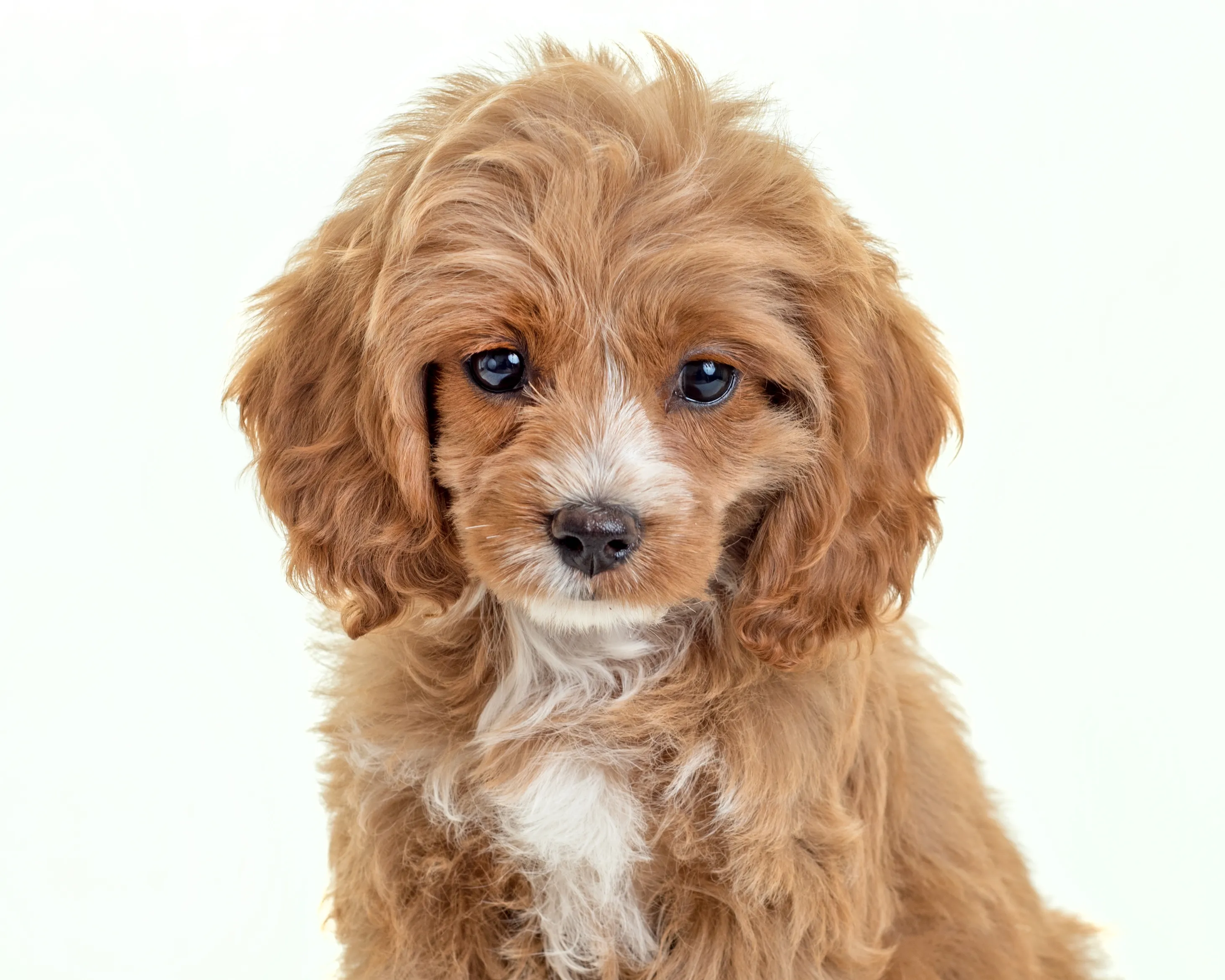 Cocker spaniel hotsell mini poodle mix