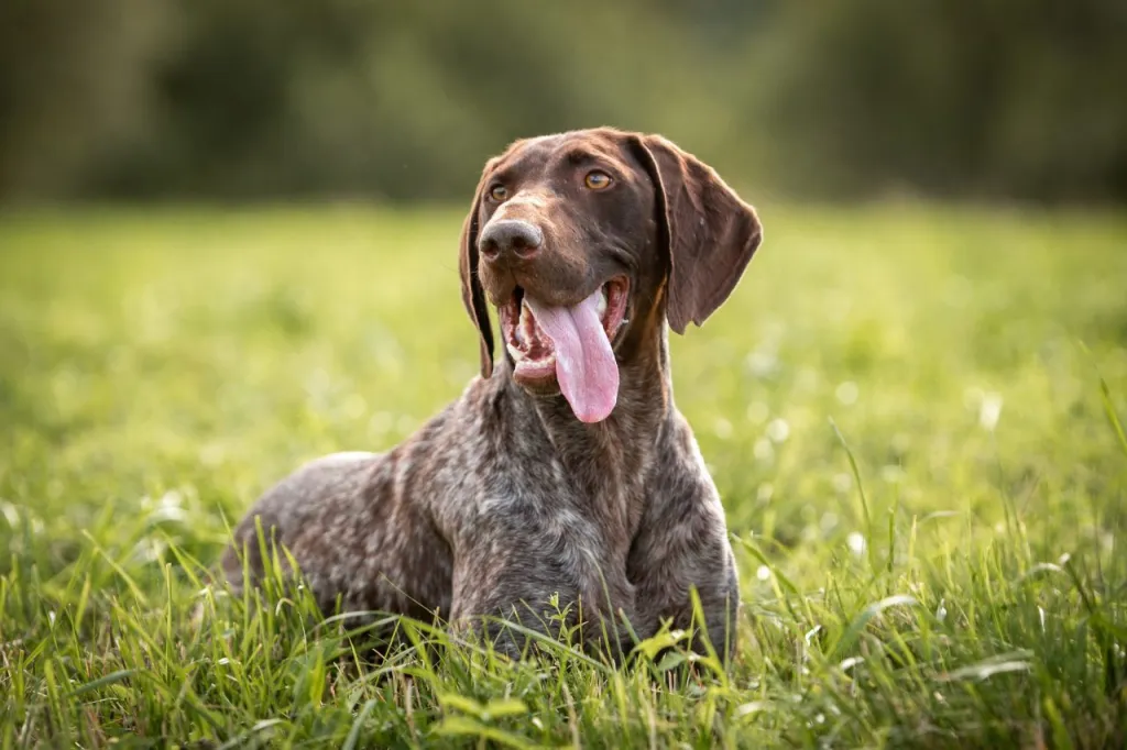 German Shorthaired Pointer smiling