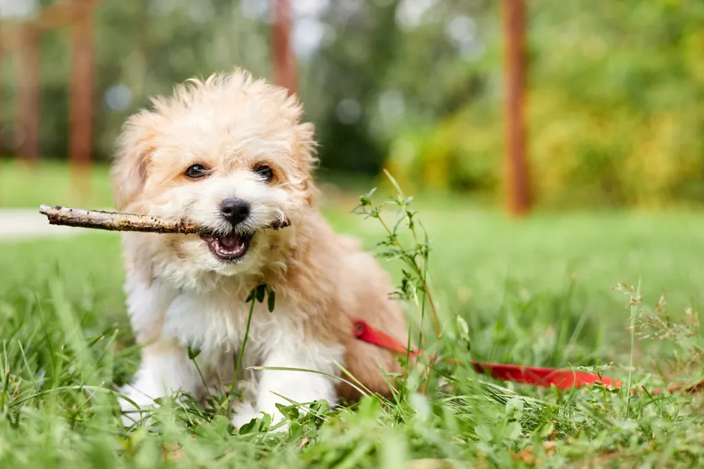 Maltipoo puppy chewing on stick