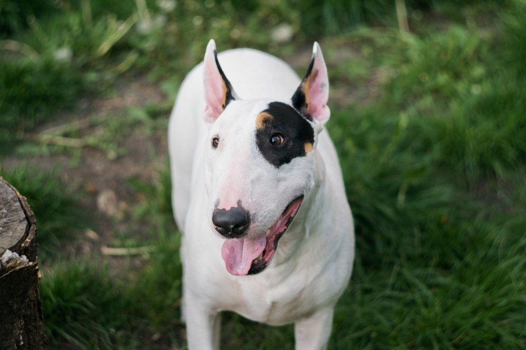 Close-up of Bull Terrier 