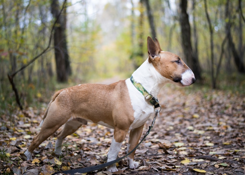 Profile of Bull Terrier on leash in woods