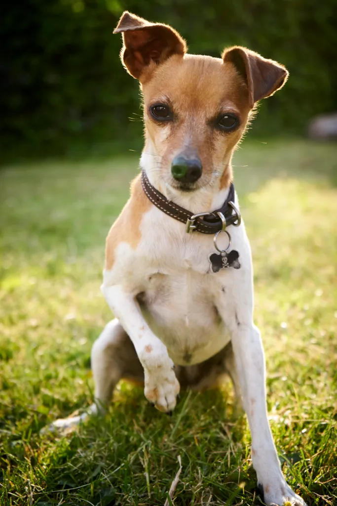 dog with collar on grass