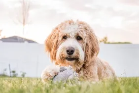Bernedoodle lying in grass