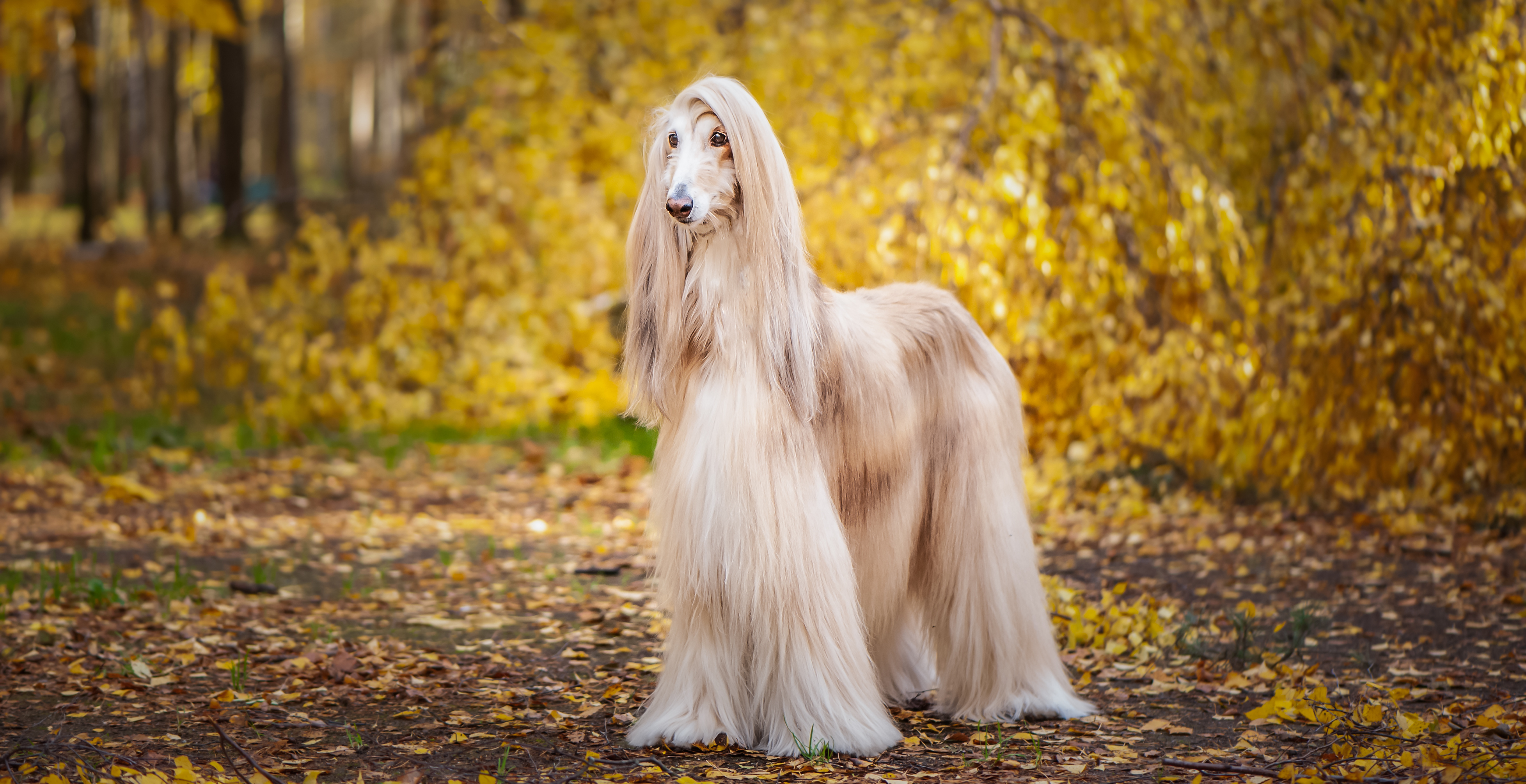 Afghan Hound Dog Breed Information & Characteristics