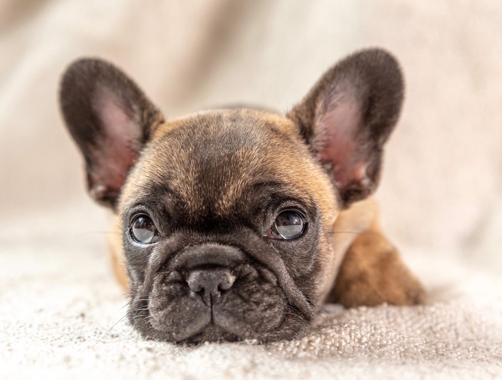 Close up of a French Bulldog puppy looking up