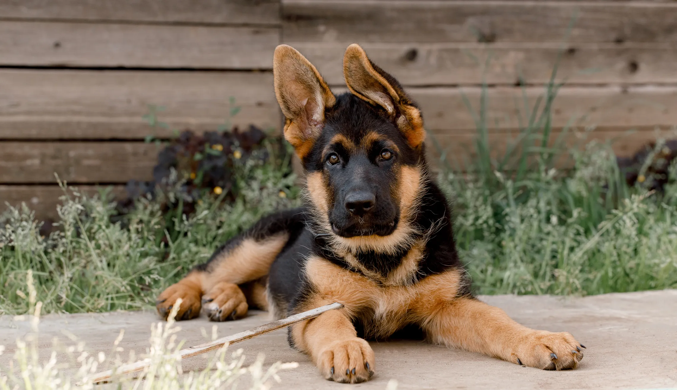 German Shepherd Puppies Cute Pictures And Facts