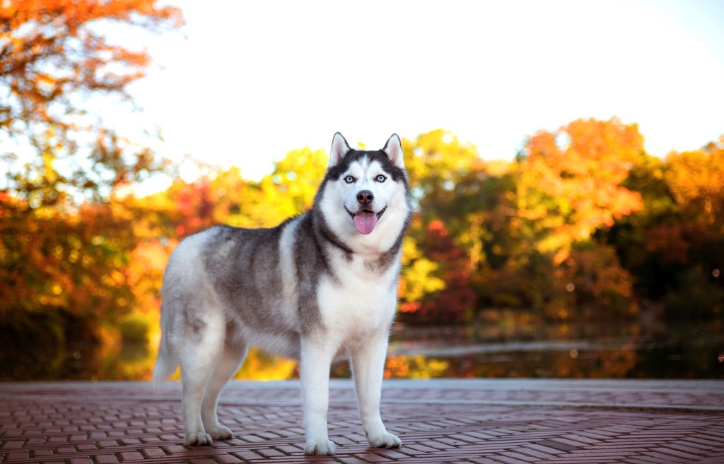 One large adult siberian husky dog posing in the park looking at the camera sticking out the tongue with goledn trees and a lake  in the background during golden hour.