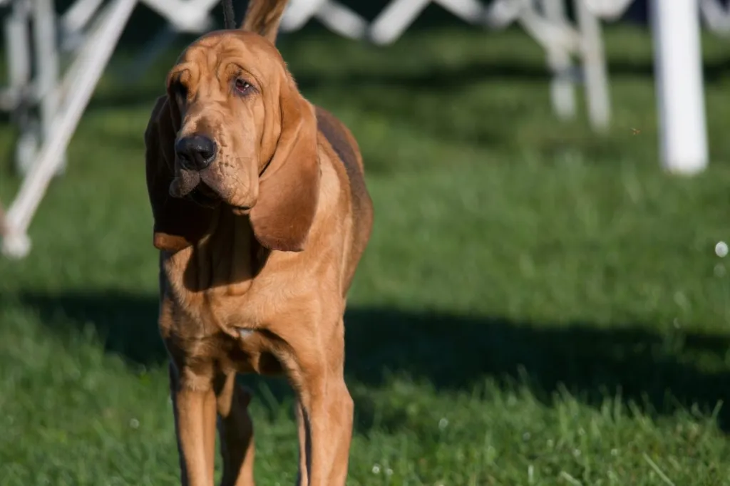 Bloodhound dog breed facts, history and considerations