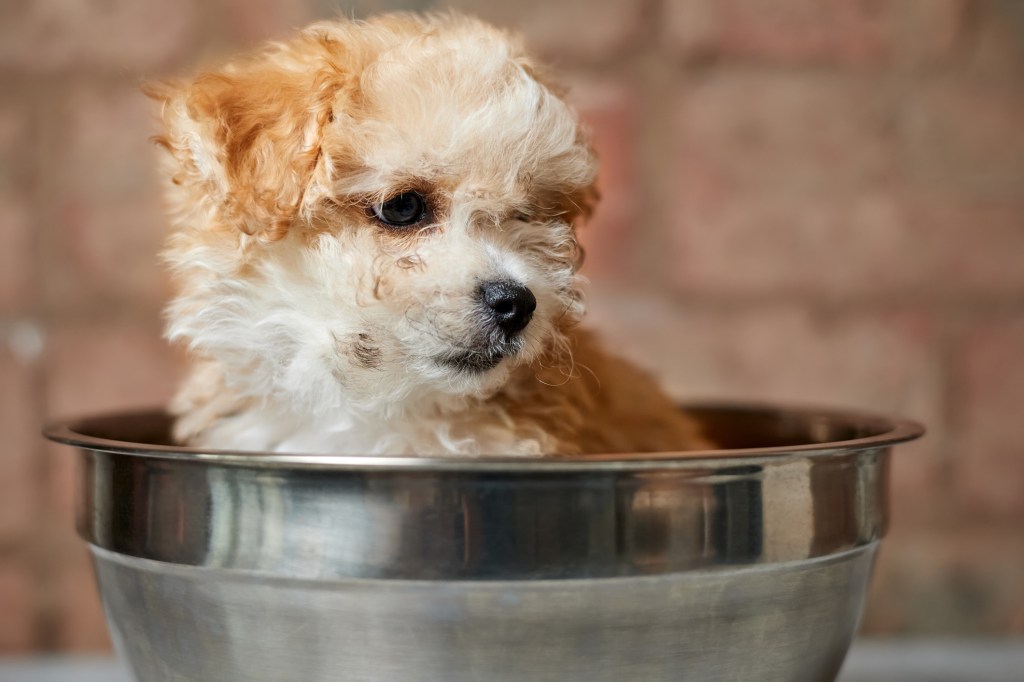 Maltipoo puppy in a bowl