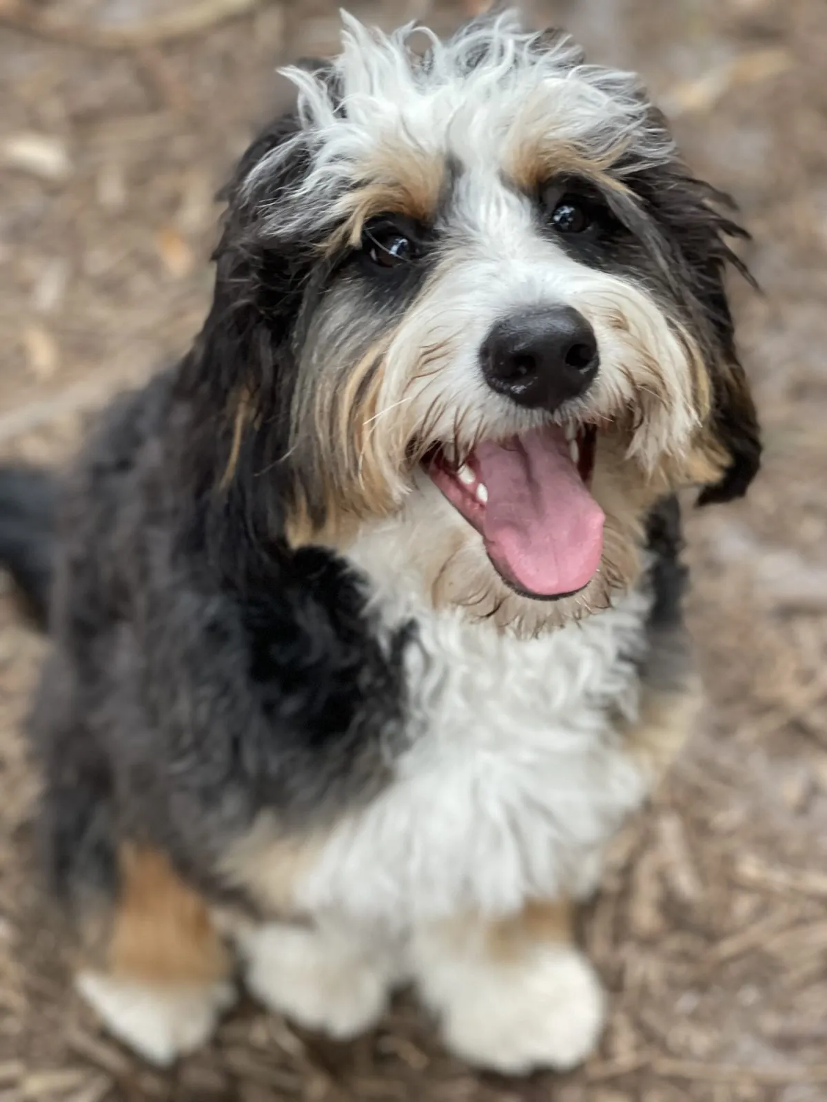 Mini deals bernedoodle rescue