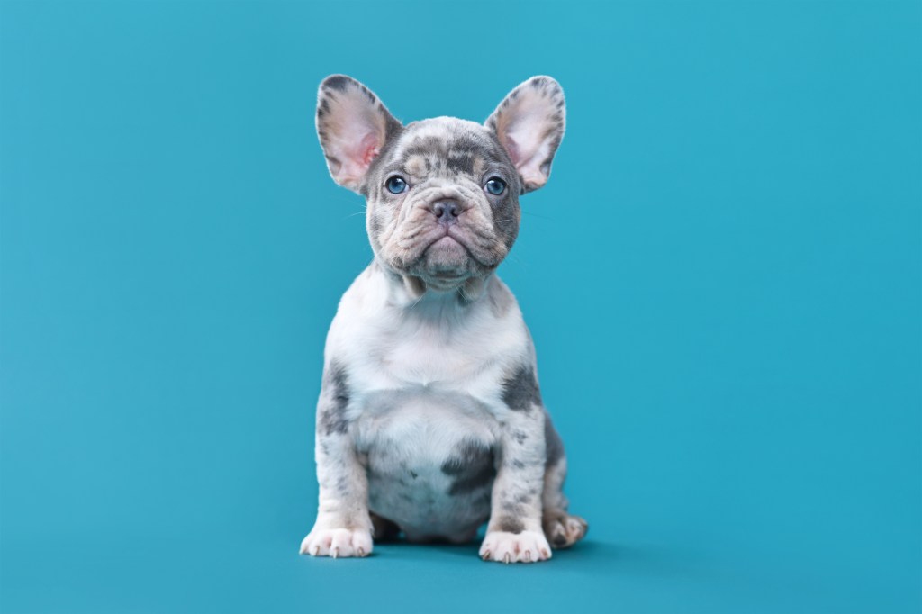 French Bulldog puppy against blue background