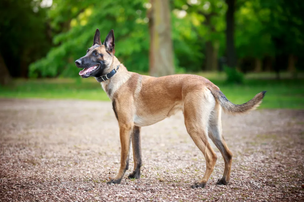 Belgian Malinois, a renowned Belgian dog breed, standing on sidewalk