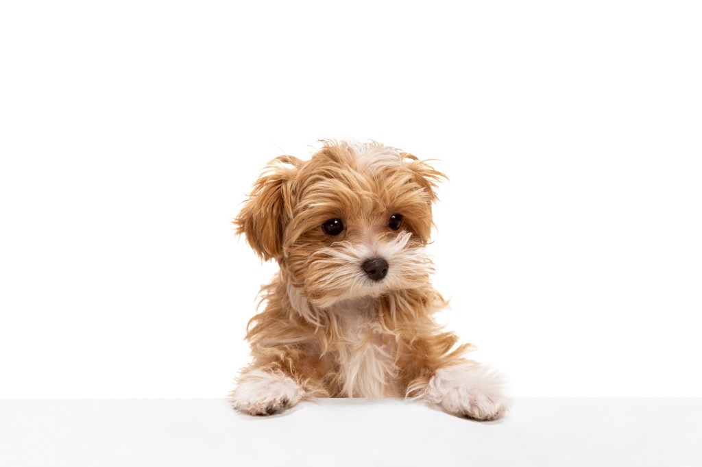 Maltipoo puppy on white background