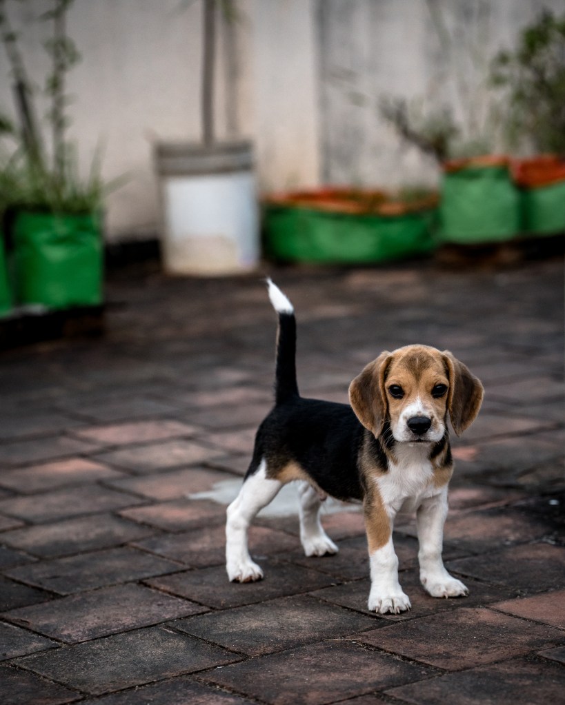 Beagle puppy standing on patio