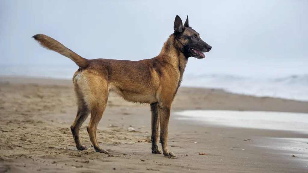 The Belgian Malinois is one of the dog breeds featured in John Wick.