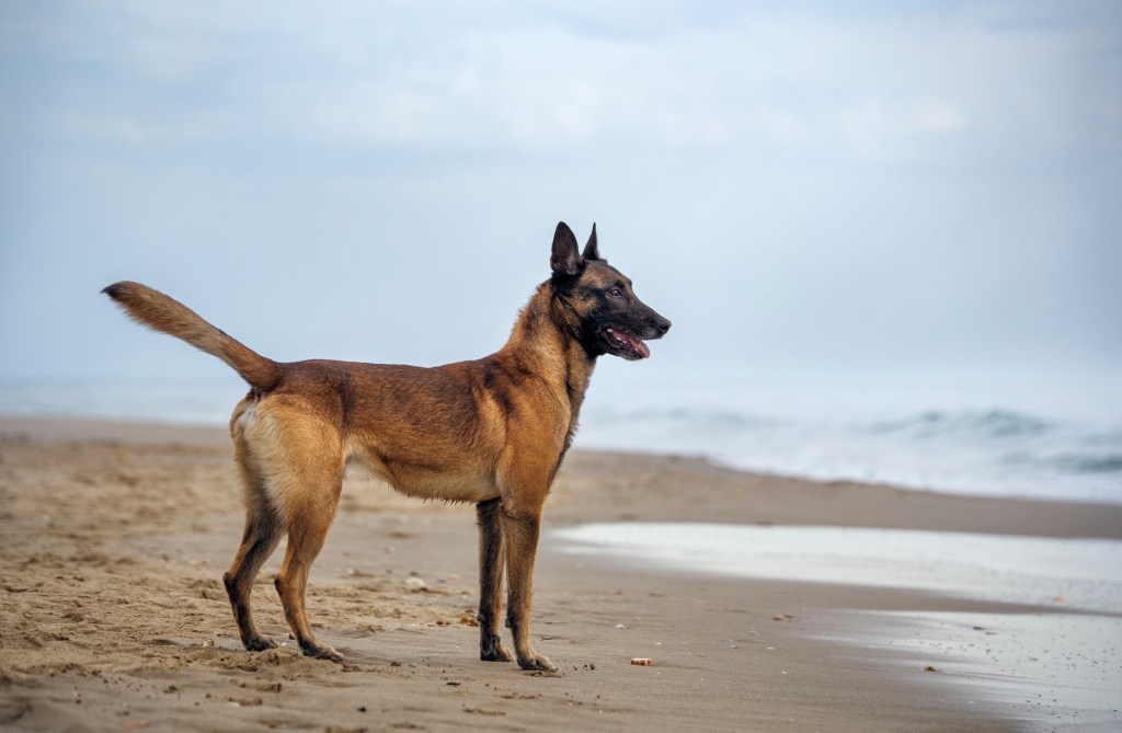 Belgian Malinois, a Belgian dog breed, standing on beach.