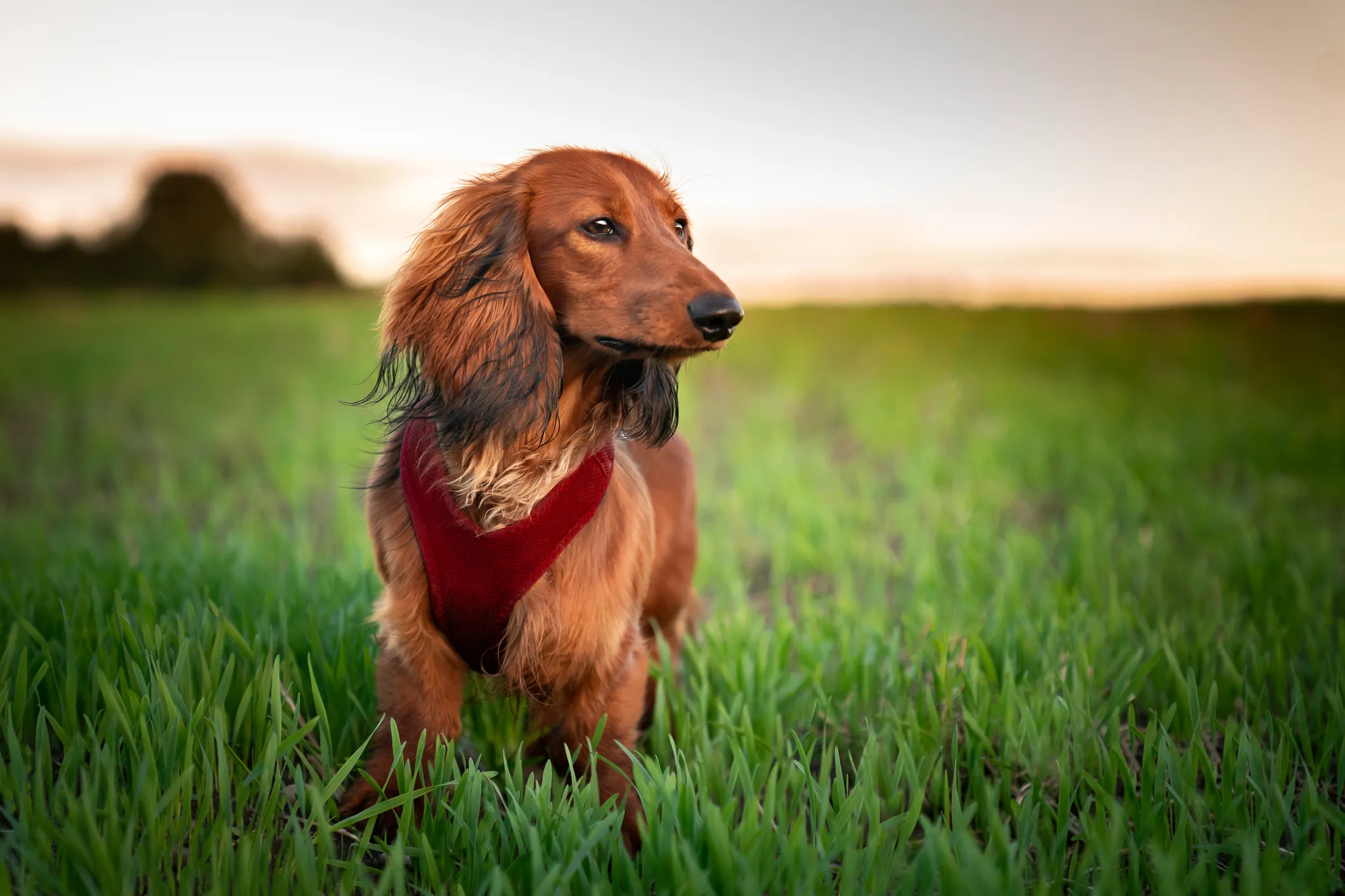 Long haired multi outlet colored dachshund