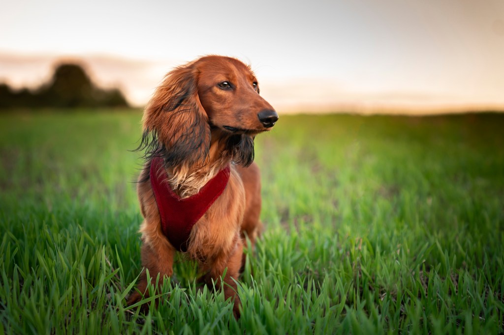The long-haired dachshund stands on the green grass and looks to the side. Dog with a harness, without a leash, while walking. Outdoor photo