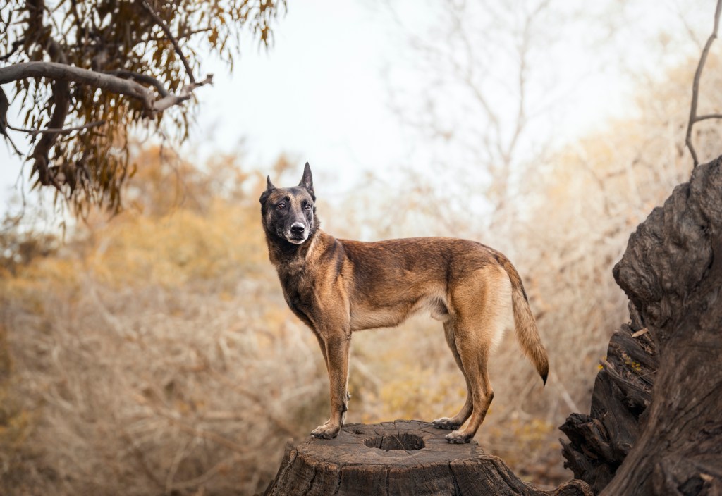 Belgian Shepherd variety standing on tree trunk