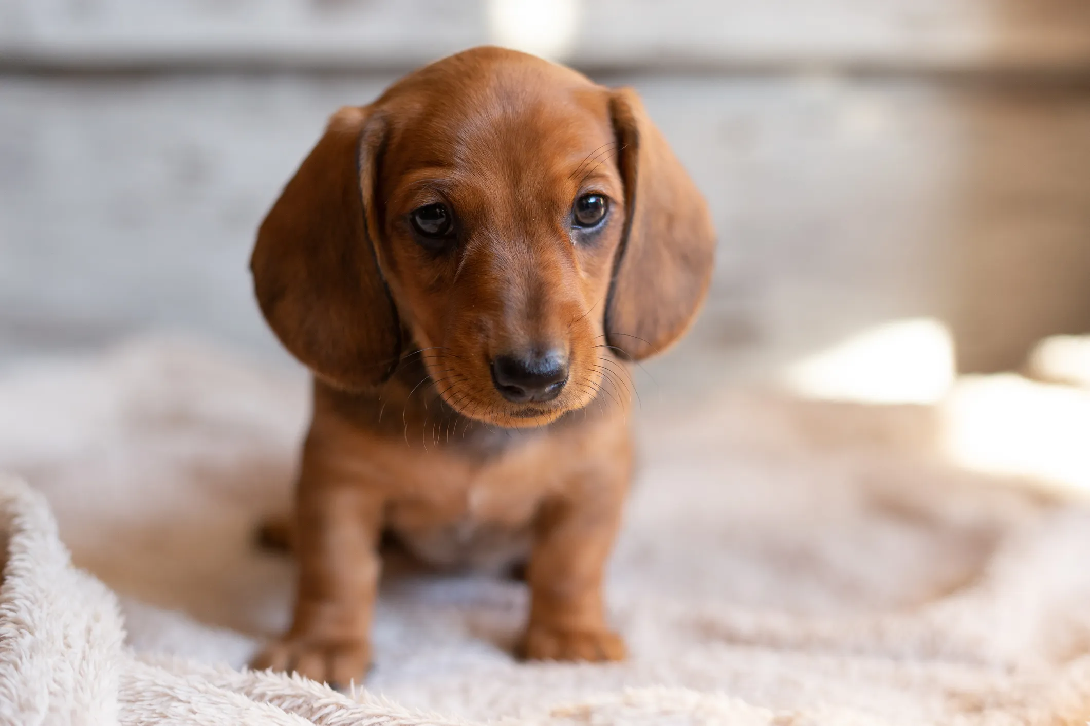 Grey best sale spotted dachshund