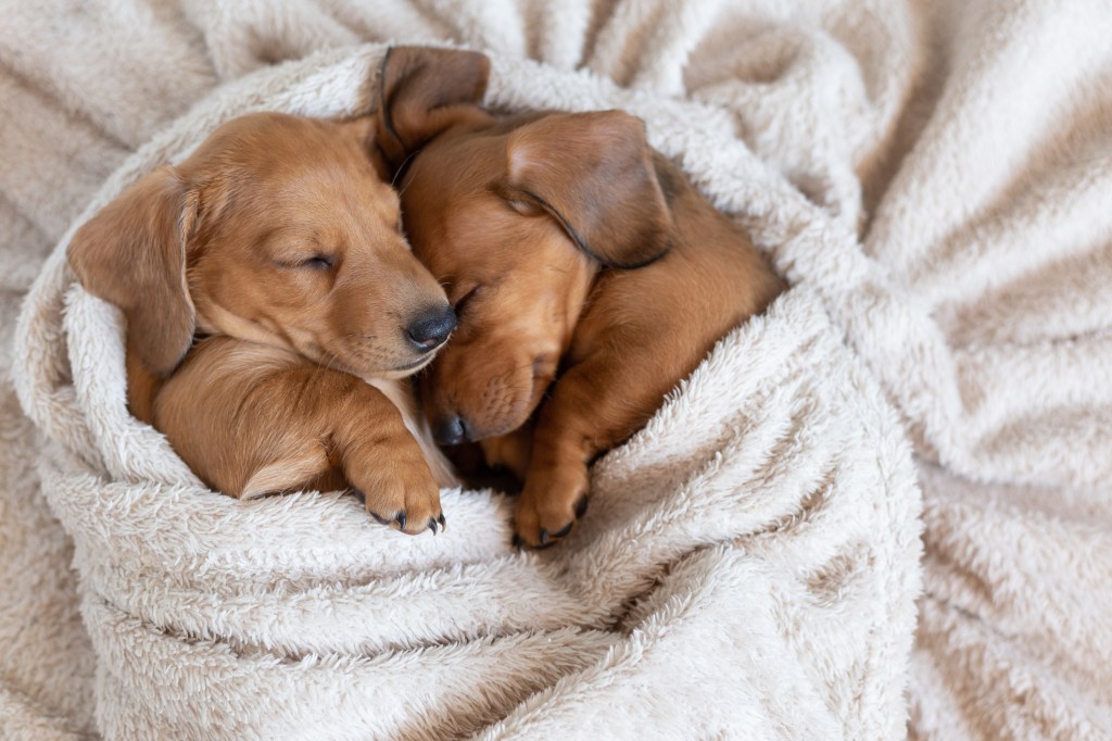 Dachshund puppies sleeping in blanket