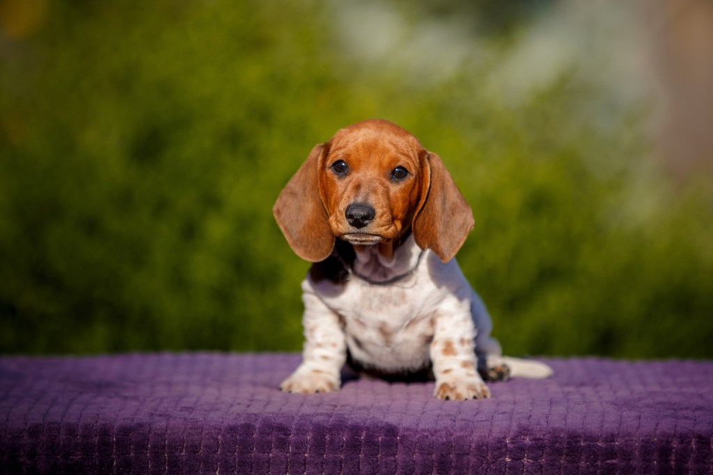 Dachshund puppy