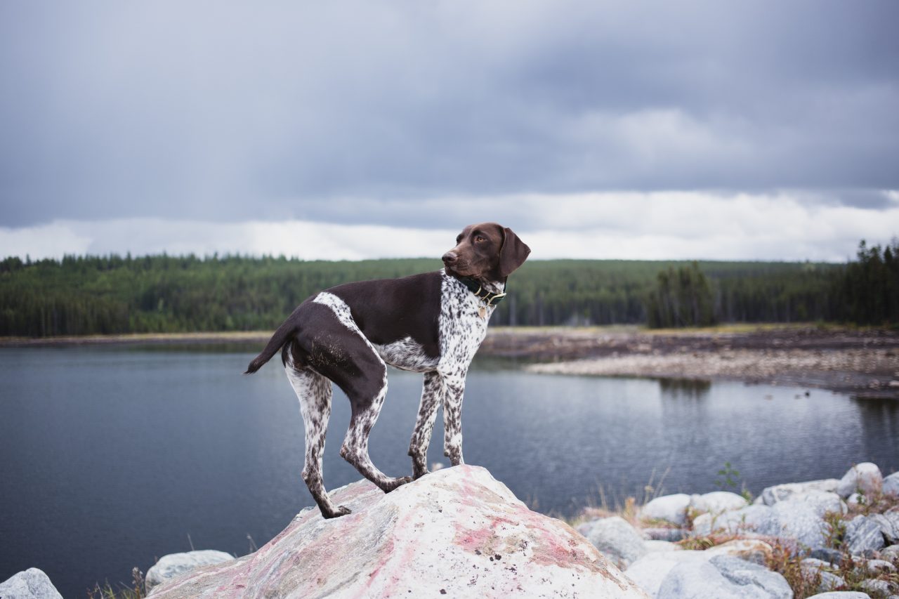 Famous german hot sale shorthaired pointer