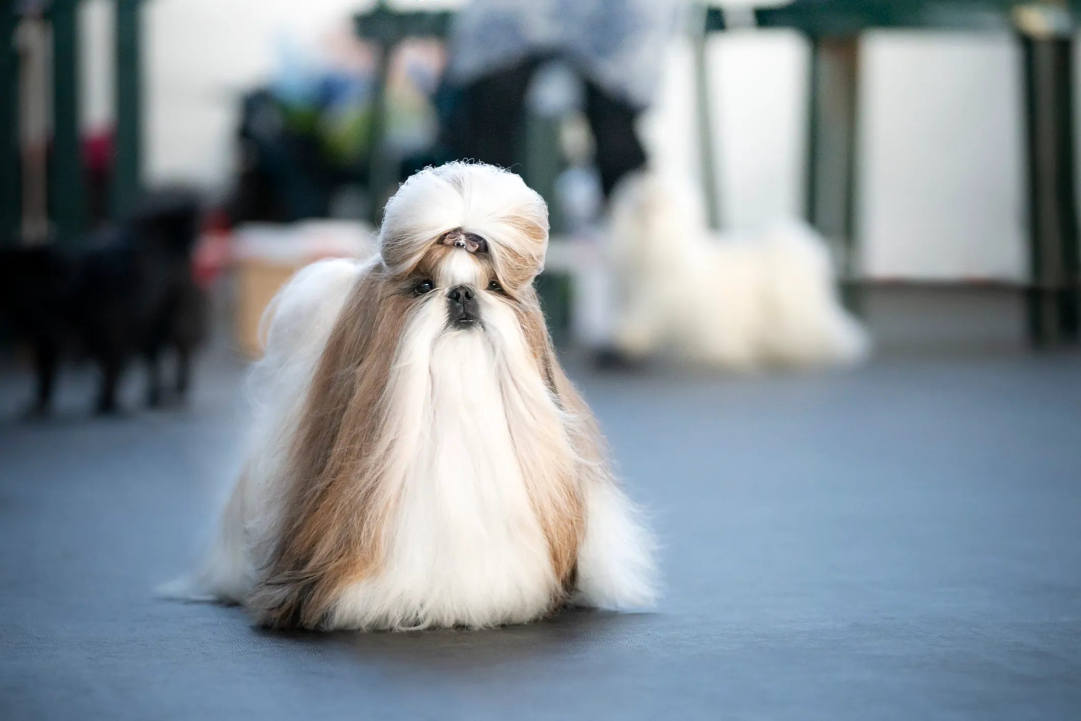 Shih tzu best sale lion dog