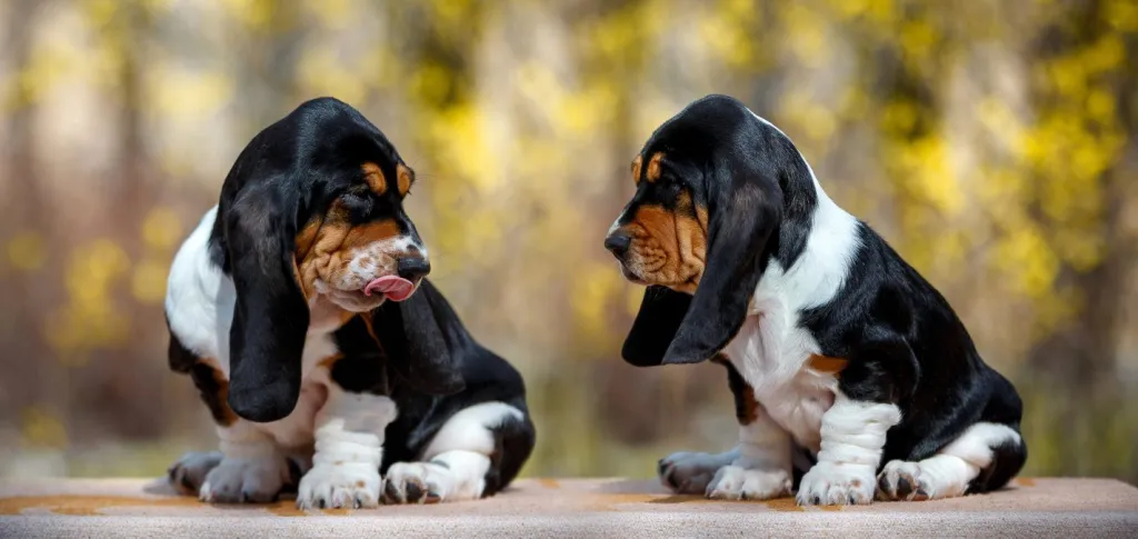 Cute Basset Hound puppies looking at each other, sitting outside